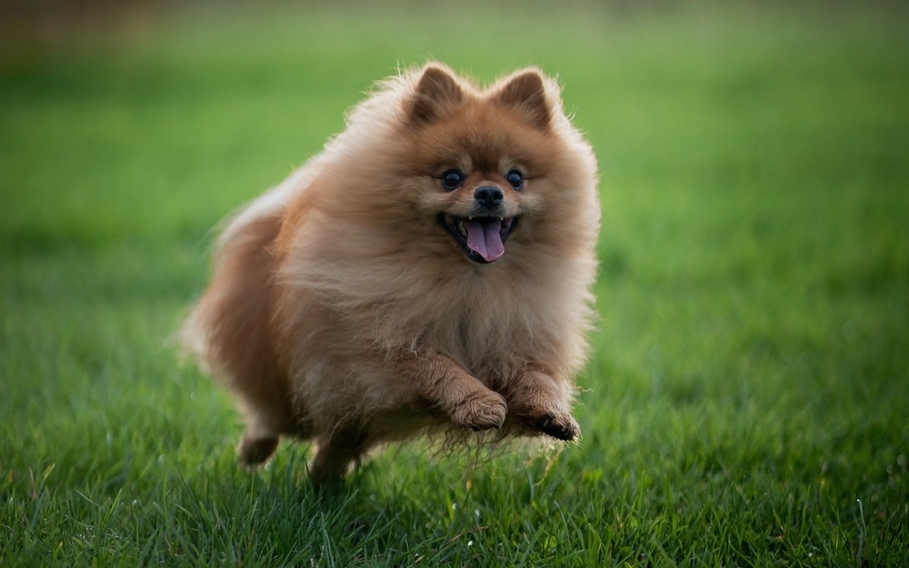 Pomeranian running on grass outdoors, showing its fluffy coat, small size, and lively expression