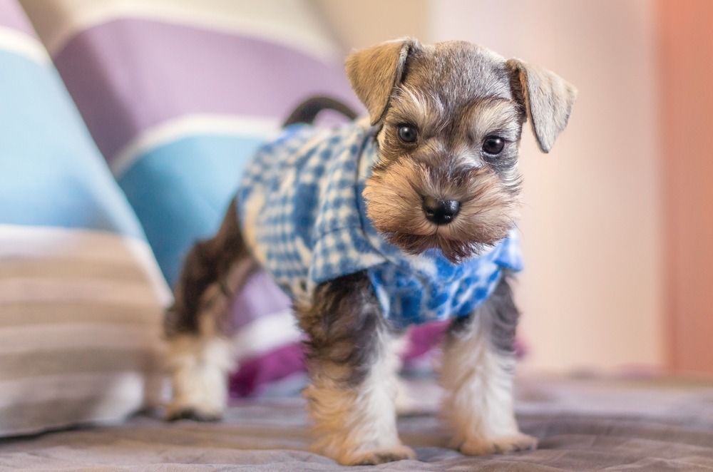 Miniature Schnauzer puppy standing indoors, showing its wiry coat, small size, and alert expression