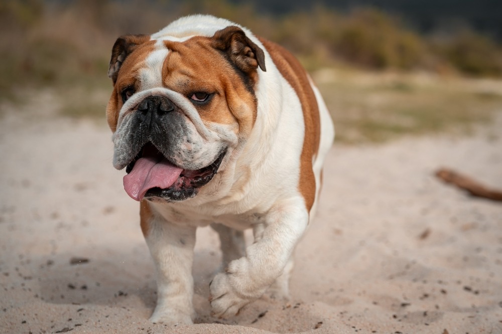 English Bulldog walking on sandy ground outdoors, showing its stocky build, wrinkled face, and broad chest