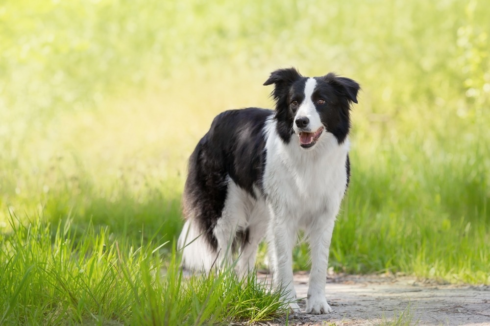 Border Collie standing on a grassy path, showing its black and white coat, alert posture, and intelligent expression