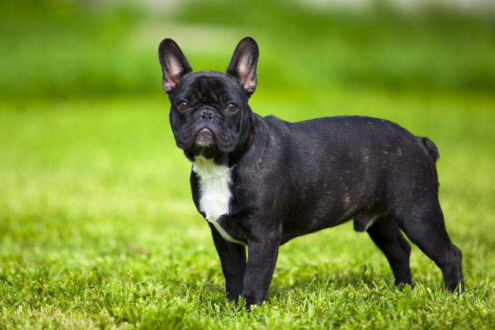 French Bulldog standing on green grass outdoors, showing its compact build, upright ears, and short black coat