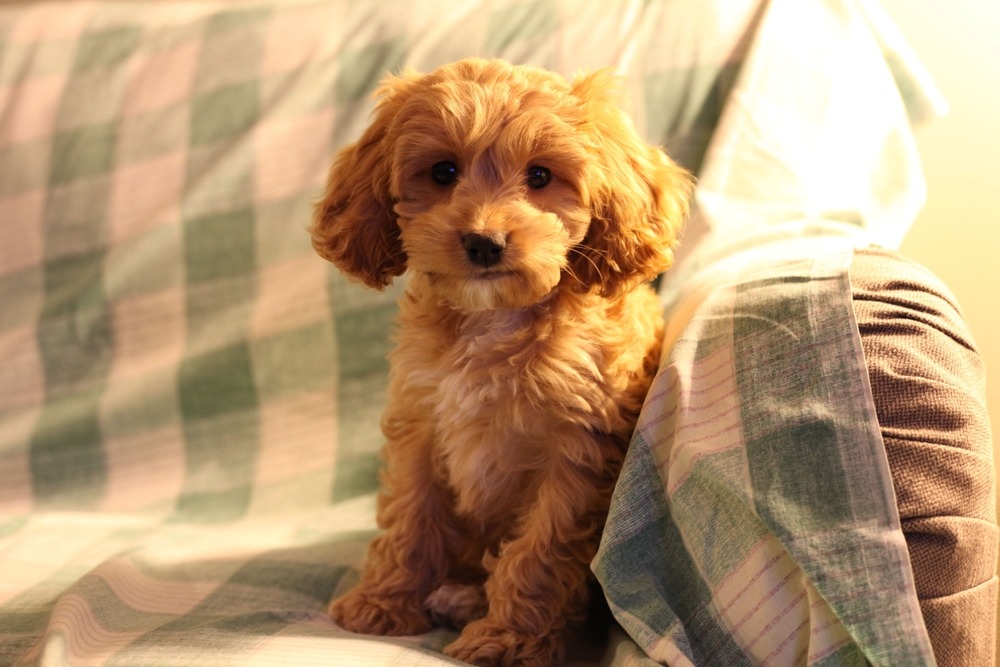 Groodle puppy sitting on a sofa indoors, showing its curly apricot coat, floppy ears, and gentle expression