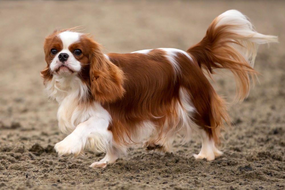 Cavoodle with a soft apricot coat resting in a garden setting