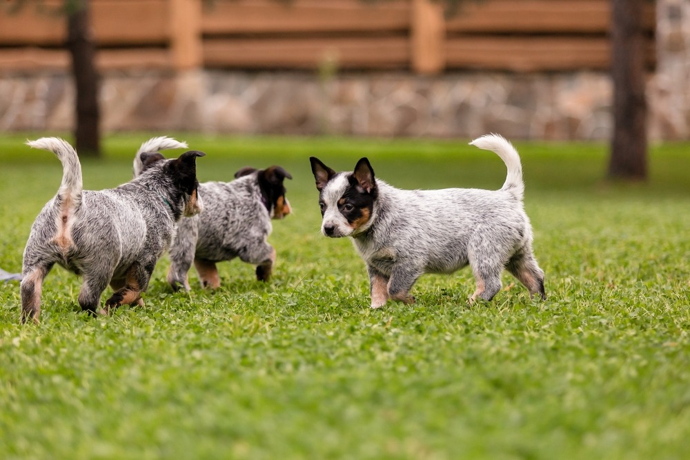 Jack Russell Terrier sitting on grass with a ball, showing its compact build, short coat, and alert expression