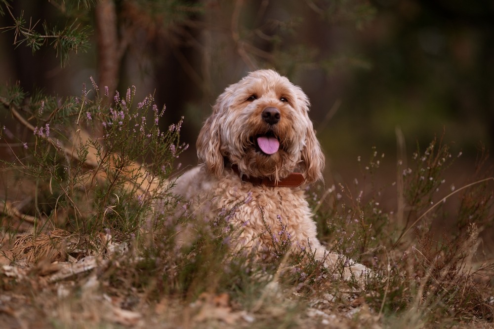 Labradoodle resting outdoors among plants, showing its curly coat, relaxed posture, and friendly expression