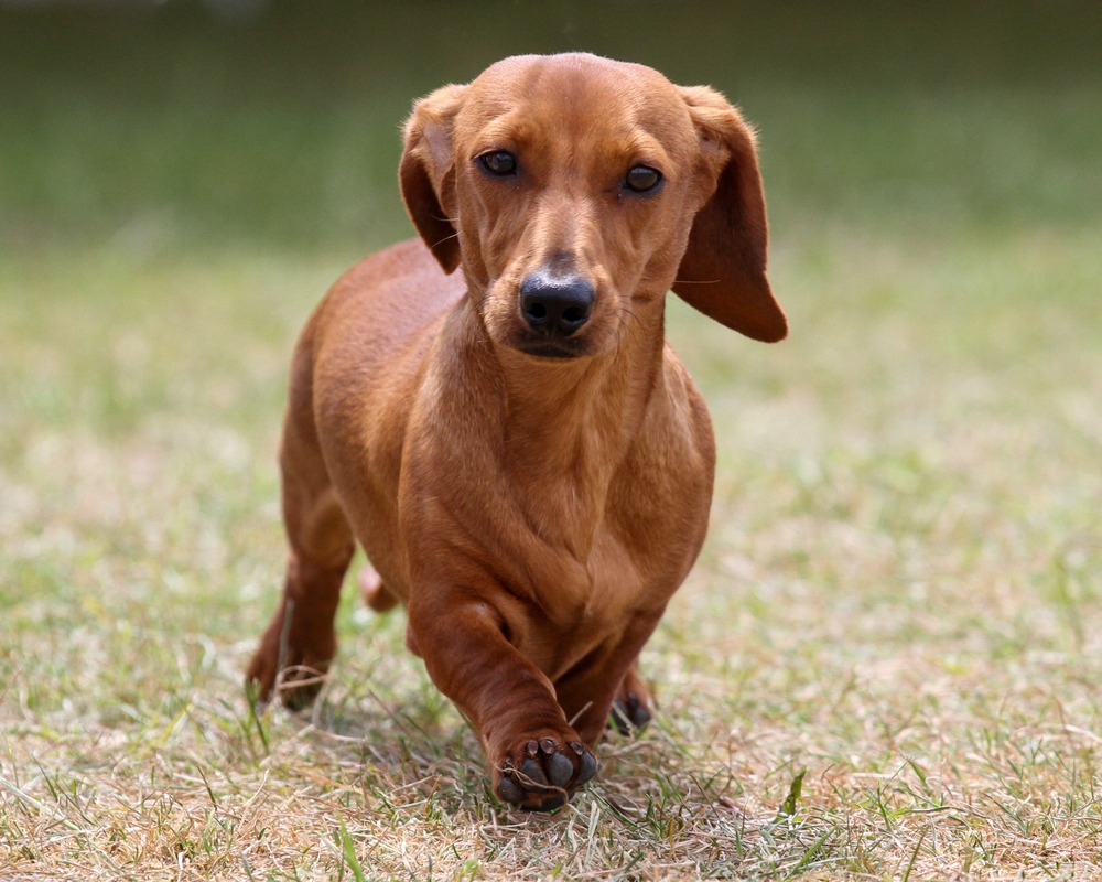 Dachshund walking across grass outdoors, showing its long body, short legs, and smooth brown coat