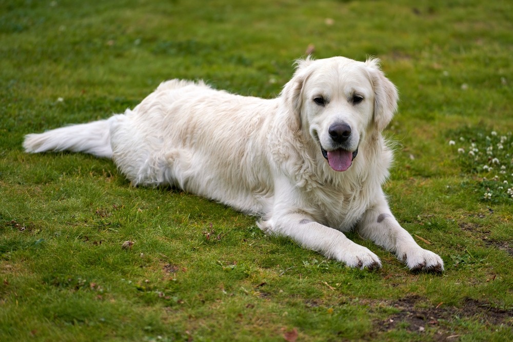 Golden Retriever lying on green grass outdoors, showing its long cream coat, relaxed posture, and friendly expression