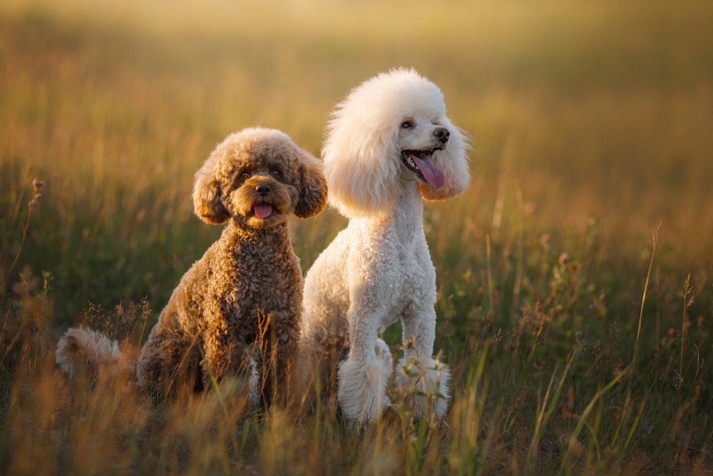 Two Poodles sitting in a grassy field at sunset, showing their curly coats and elegant posture