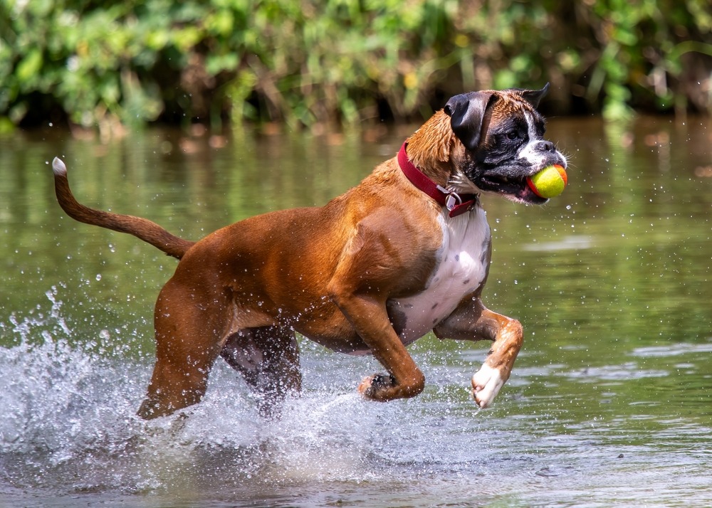 Boxer running through shallow water with a ball, showing its muscular build, short coat, and energetic movement