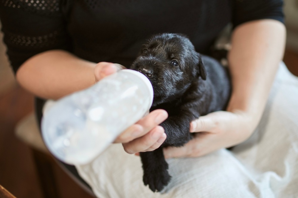 Newborn puppy being bottle fed, supplementary feeding technique in a dog breeding and whelping guide.