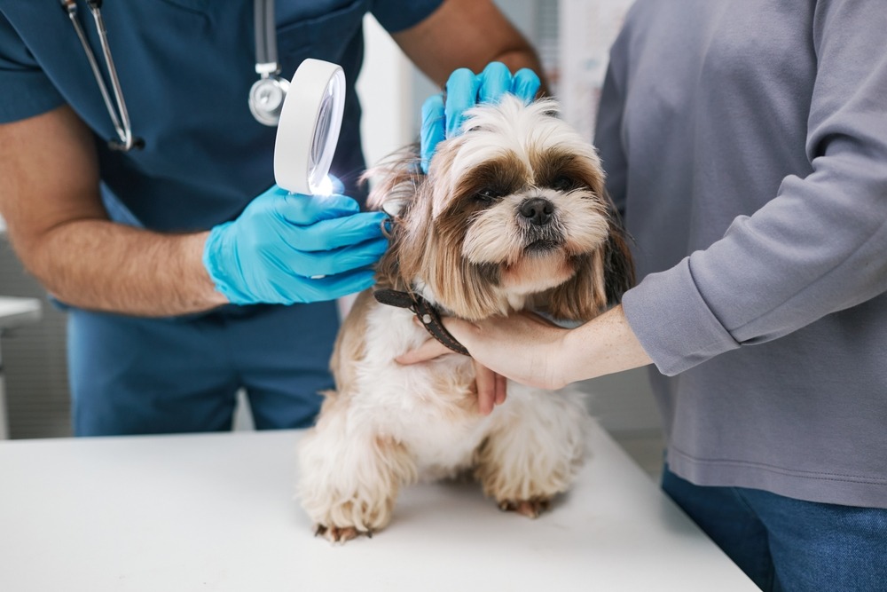 Veterinarian examining a breeding dog, routine health screening and welfare checks in an Australian dog breeding guide.