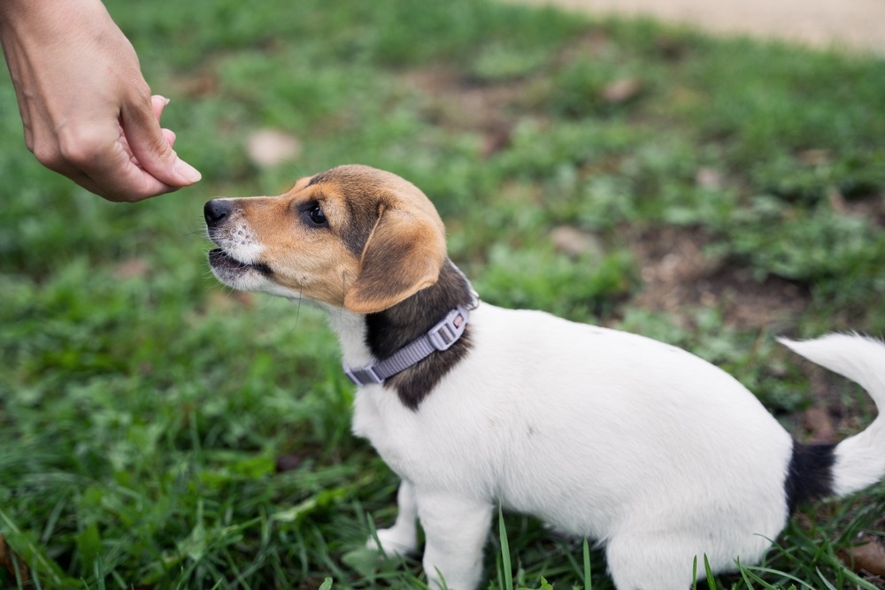 Puppy learning basic training with a handler, early socialisation stage in an Australian dog breeding and whelping guide.