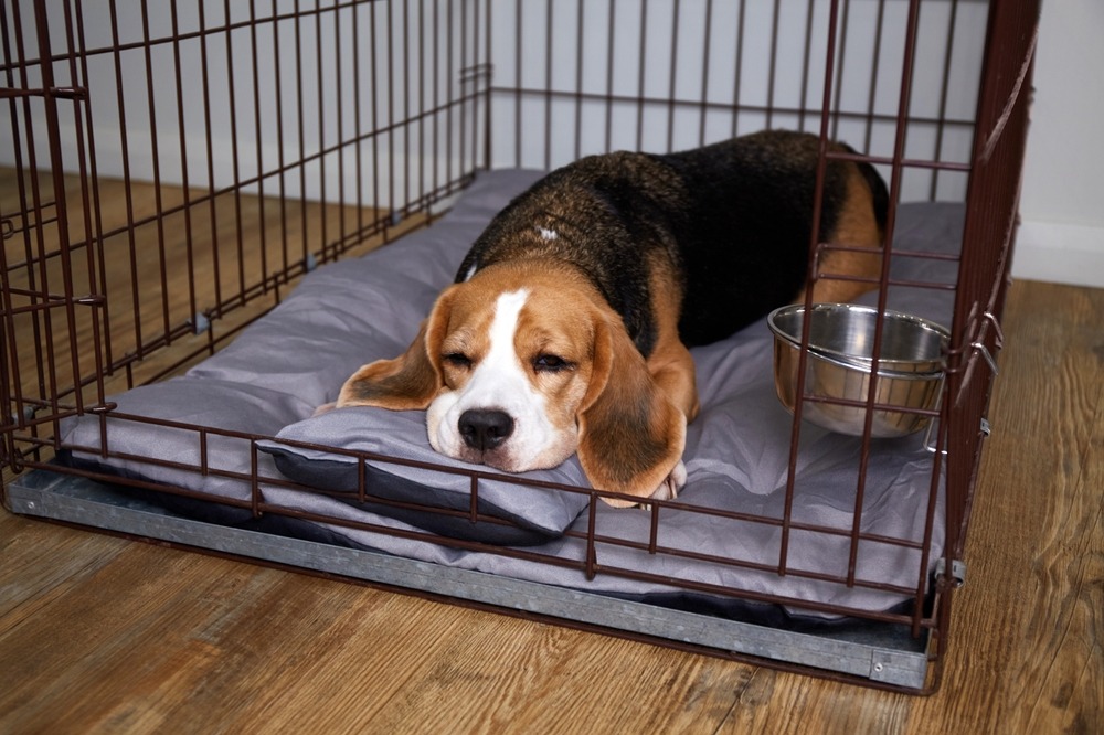 Adult dog resting calmly inside a crate, a safe confinement practice for breeding dogs in Australian homes.