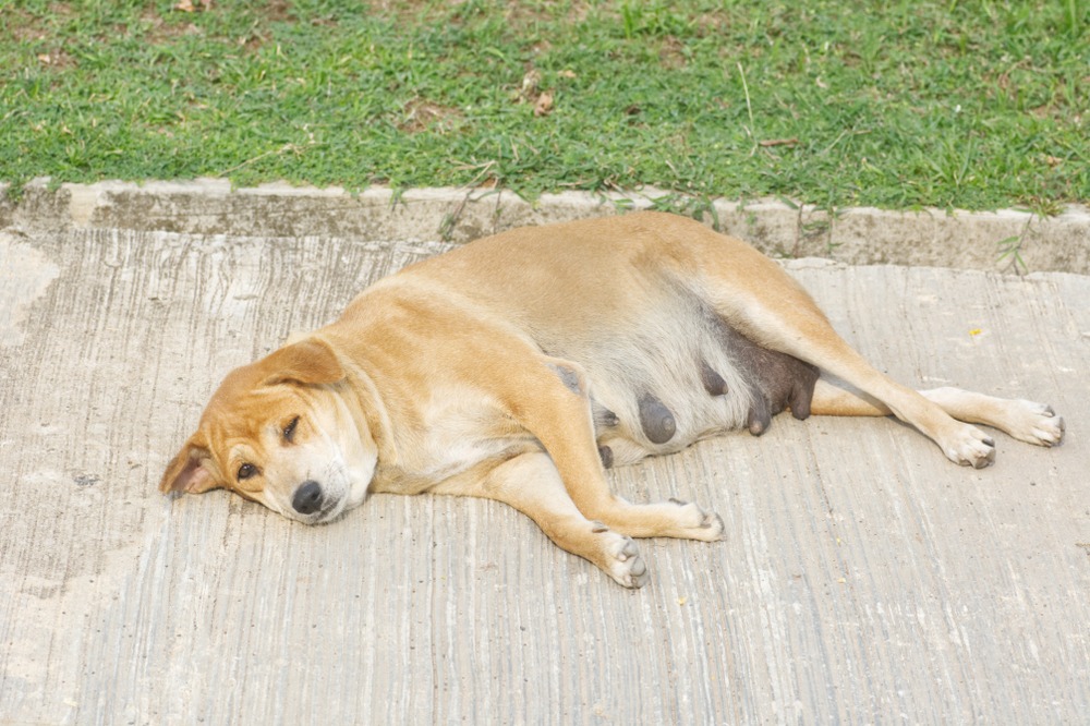 Pregnant female dog resting outdoors, showing late pregnancy signs before whelping in an Australian breeding setting.