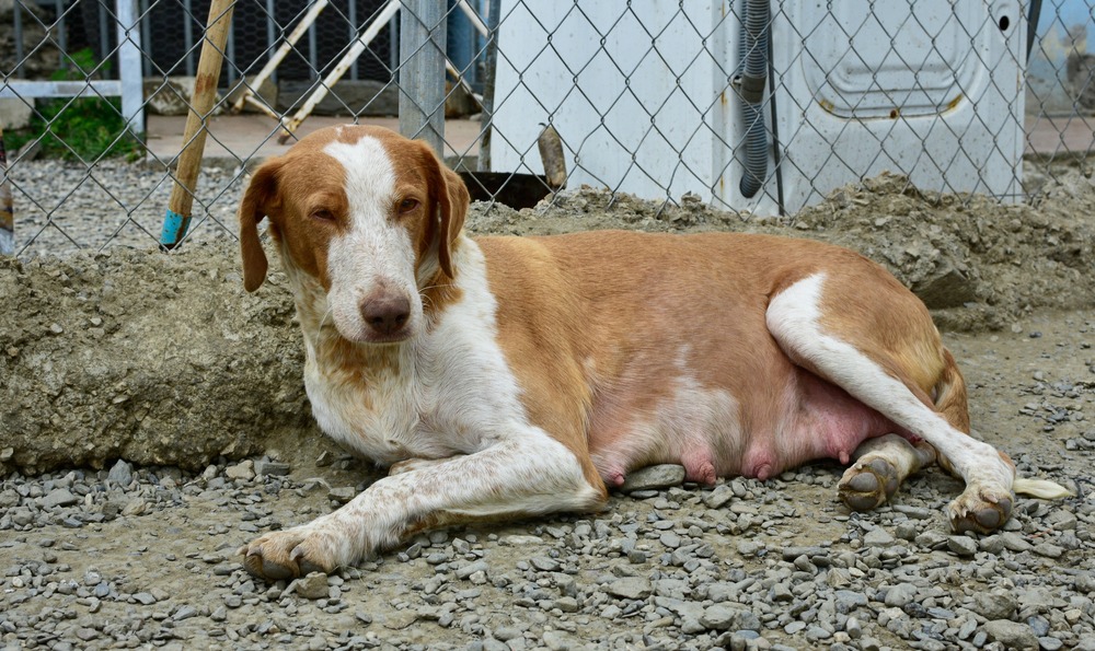 Pregnant dog lying comfortably outside, monitoring maternal health before whelping in Australia.