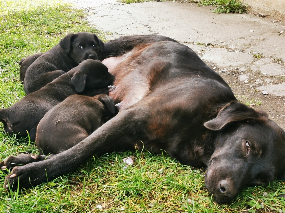 Mother dog nursing newborn puppies outdoors, natural whelping and early feeding stage in breeding.