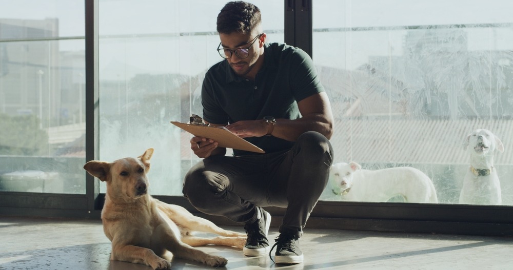 Veterinarian or breeder observing a dog indoors, health checks and welfare assessment in breeding programs.