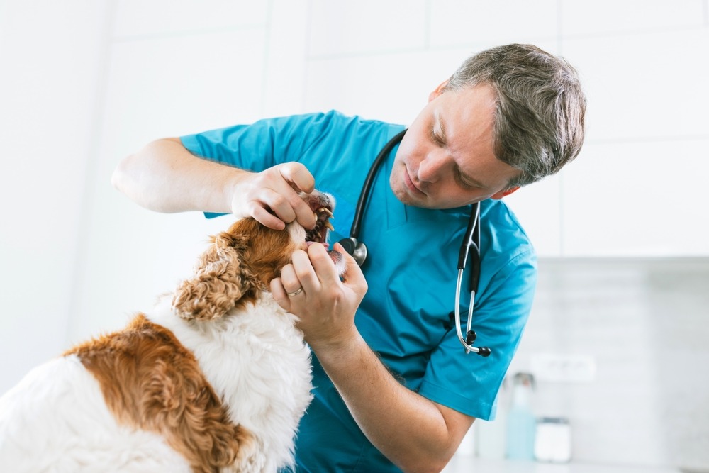 Veterinarian inspecting a dog’s teeth and gums, assessing oral health, tartar buildup and signs of dental disease during a clinic check.