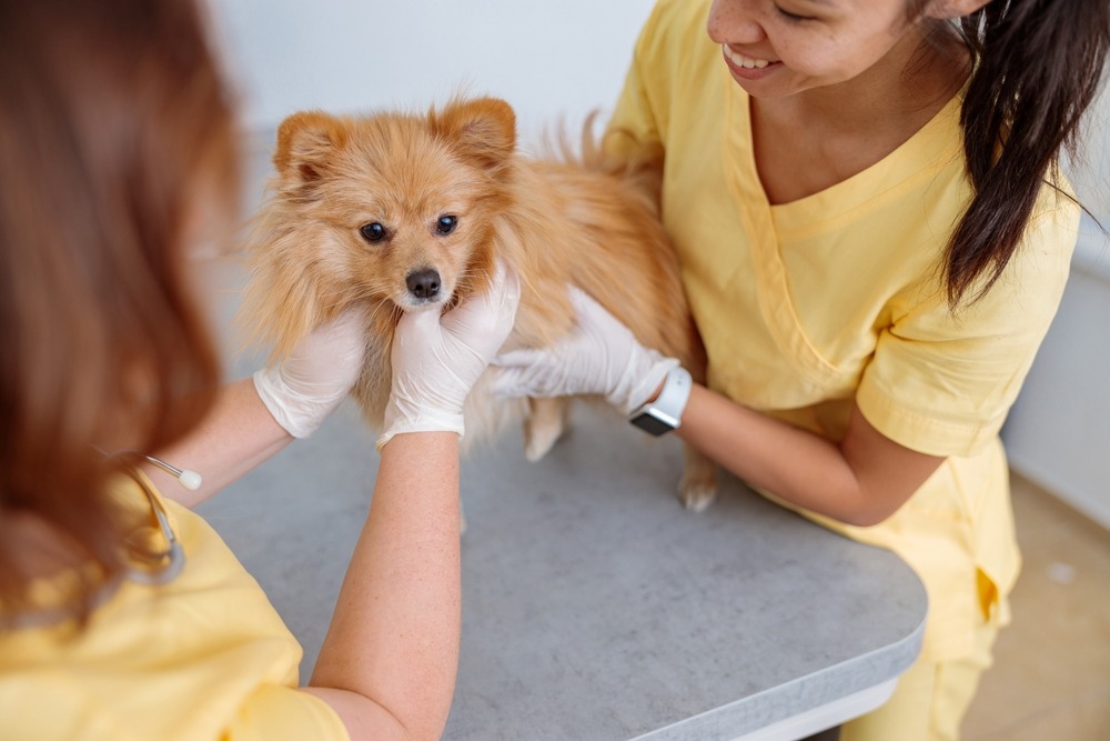 Veterinary staff gently examining a small dog on an exam table, checking posture, coat condition and overall health with owner present.