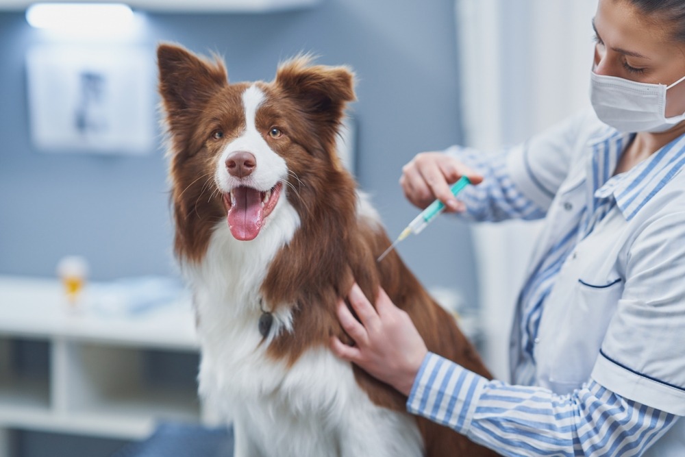Veterinary nurse administering a vaccination to a calm dog, following safe handling and hygiene protocols in a modern clinic setting.