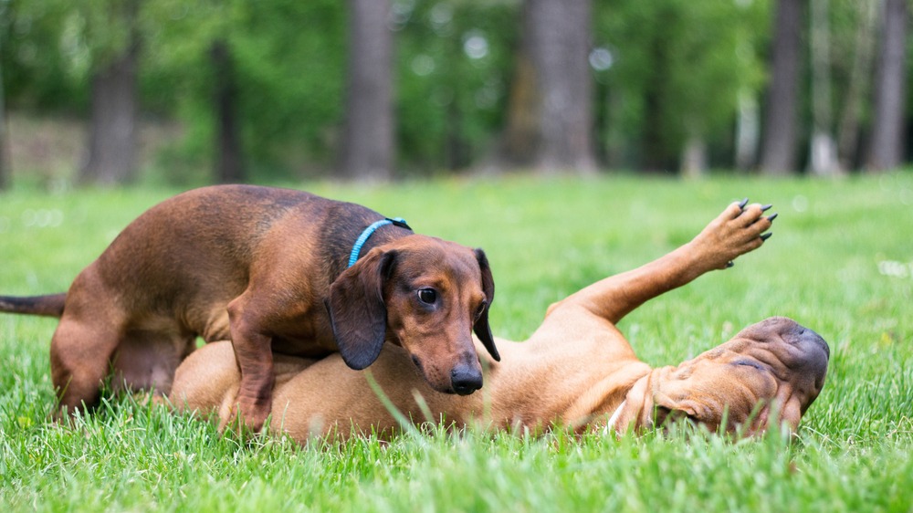 Two dogs interacting outdoors during supervised play, showing normal behaviour and social cues monitored as part of overall canine wellbeing.
