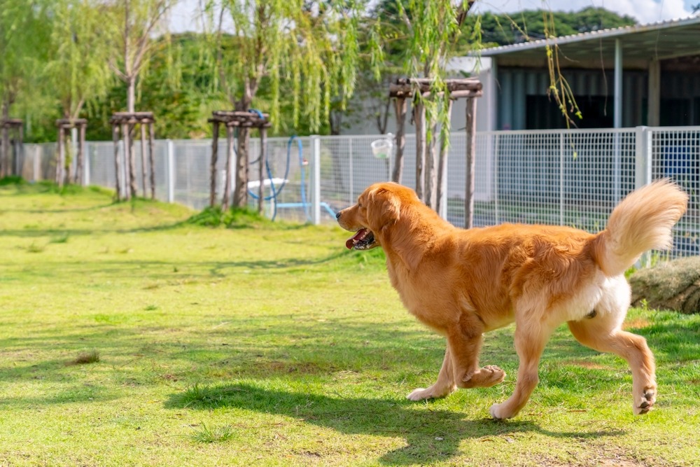 Healthy adult dog walking freely in a secure outdoor area, demonstrating the role of regular exercise in maintaining long-term canine health.