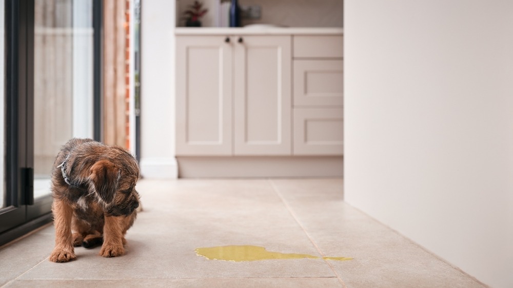 Puppy standing near an indoor accident on tiled flooring, highlighting toilet training challenges and the importance of consistency.