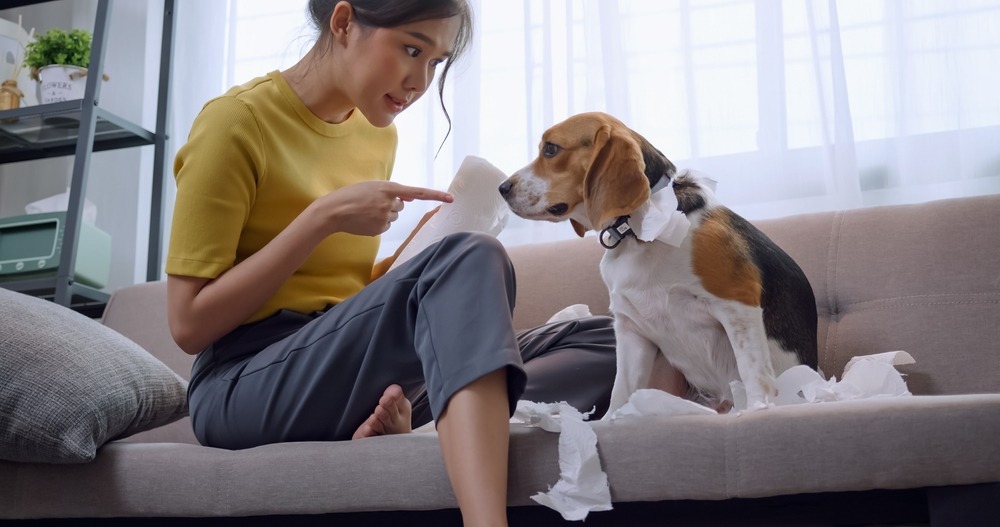 Owner correcting a puppy after chewing household items, illustrating early behaviour management and boundary setting at home.
