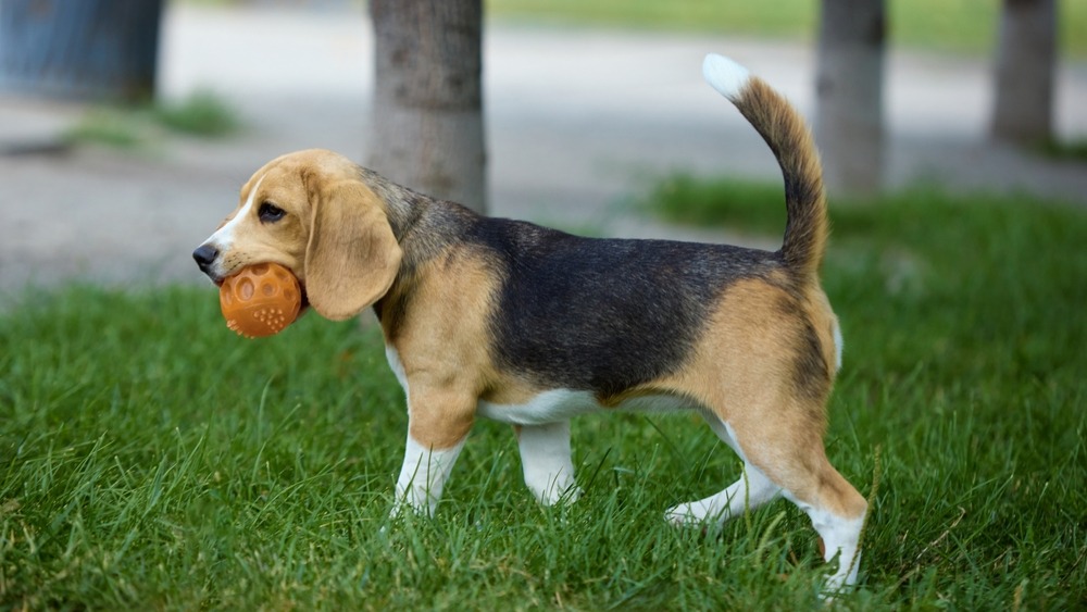 Young puppy engaging in a gentle tug game with an owner, supporting bite inhibition, confidence and appropriate play behaviour.