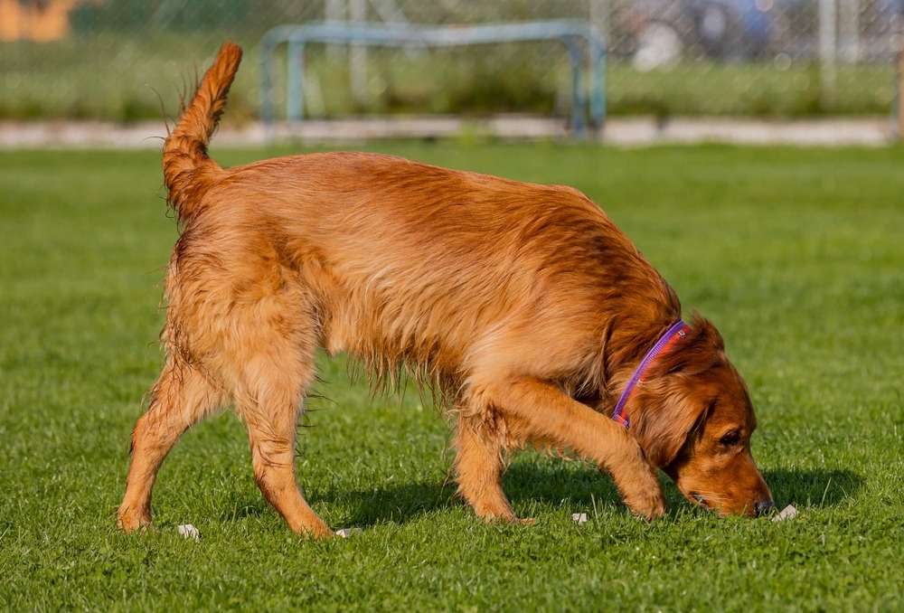 Puppy sniffing the ground during an outdoor walk, showing natural exploration behaviour and scent-based learning during training sessions.