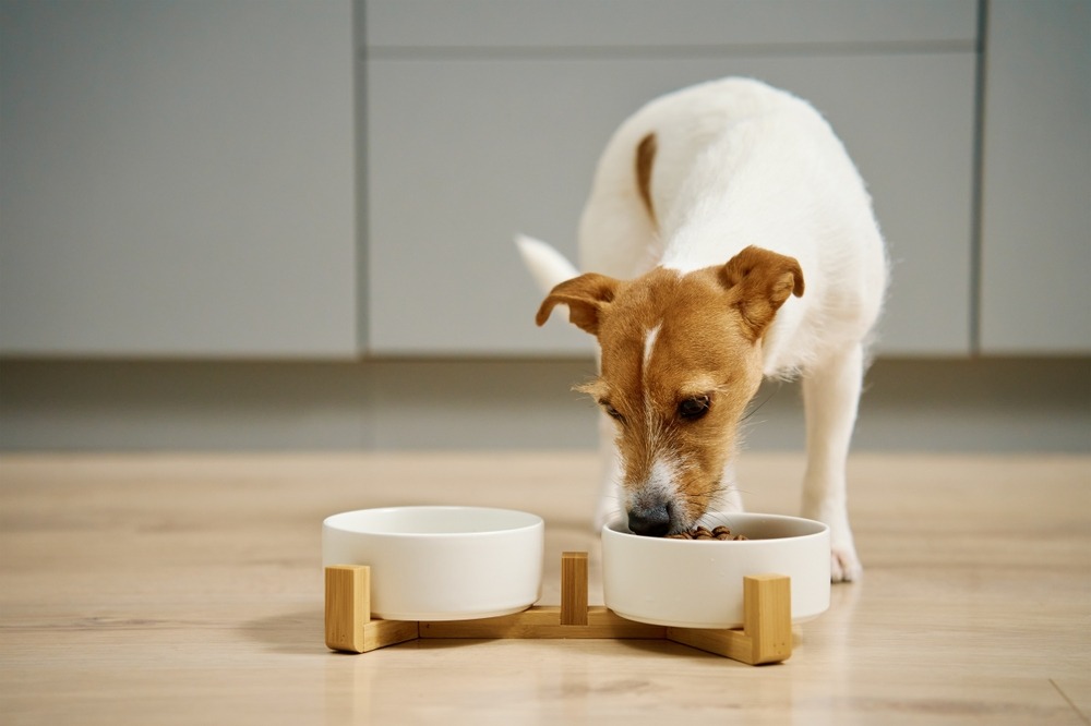 Small dog eating from a raised ceramic bowl, supporting ergonomic feeding posture and digestive health.