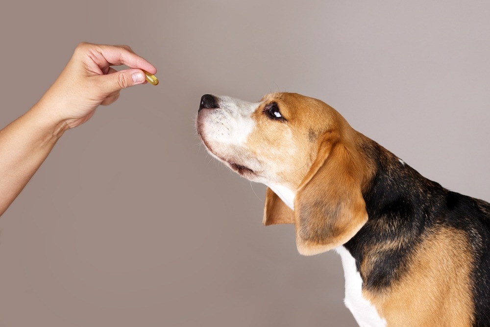 Dog focusing on a supplement held by an owner, demonstrating supplement-based feeding and controlled treat use in balanced nutrition routines.