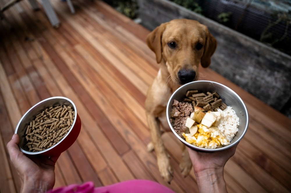 Owner comparing dry kibble with a fresh mixed meal, highlighting informed food choices for balanced canine nutrition.