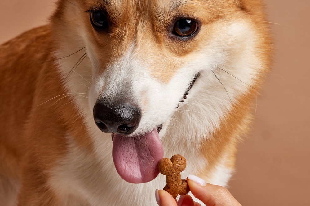 Close-up of a dog accepting a healthy training treat, illustrating moderation and mindful treat selection.