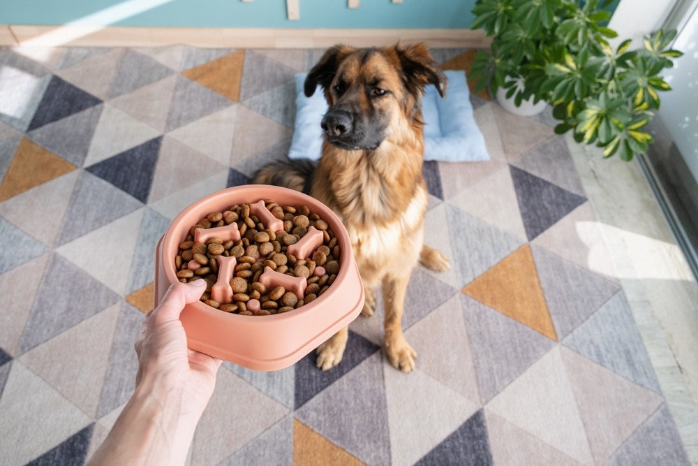 Dog waiting calmly while an owner holds a slow-feeder bowl filled with kibble, reinforcing portion control and healthy feeding habits.