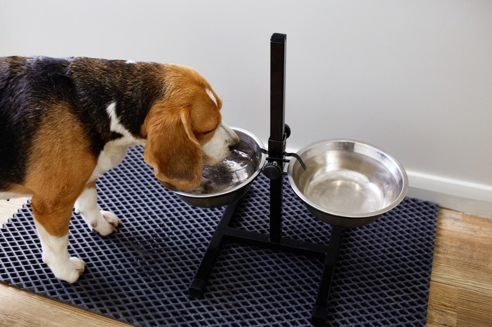 Dog drinking water from a raised bowl stand, showing proper feeding station setup to support digestion and joint comfort.