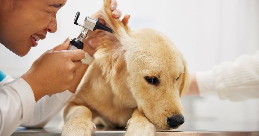 Vet examining a dog’s ear with an otoscope, checking for infection, wax buildup or irritation during a health check.