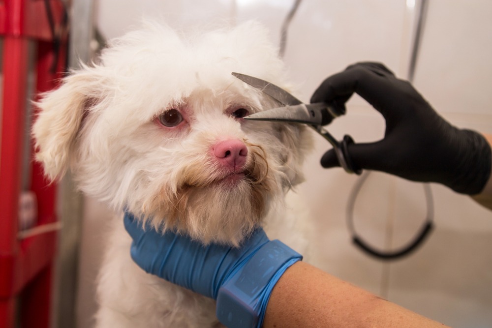 Groomer trimming facial fur on a fluffy white dog, ensuring clean lines and reducing eye irritation from overgrown hair.