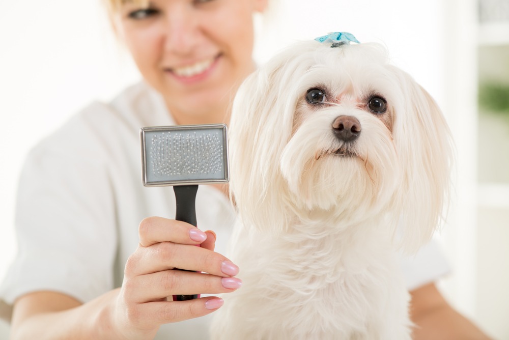 Groomer brushing a small dog’s coat with a slicker brush, removing loose hair and preventing matting and tangles.