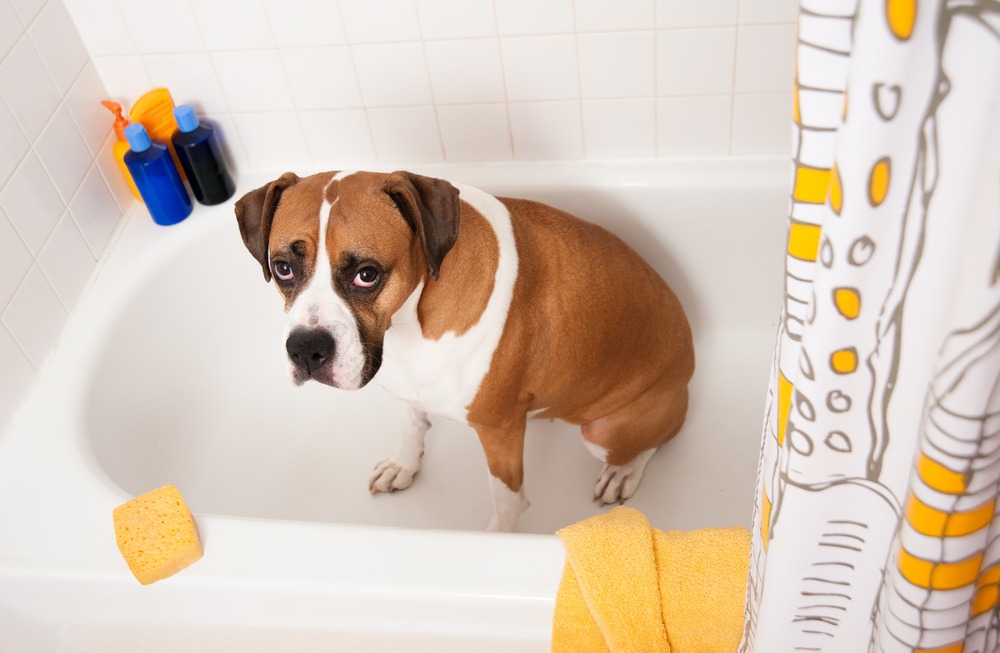 A short-coated breed Dog sitting calmly in a bathtub before bathing, illustrating pre-wash preparation and stress-aware hygiene routines at home.