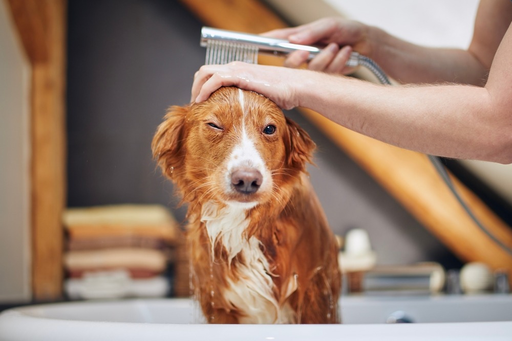 Dog being washed in a bathtub while shampoo is rinsed from the coat, demonstrating safe bathing techniques for maintaining skin health.