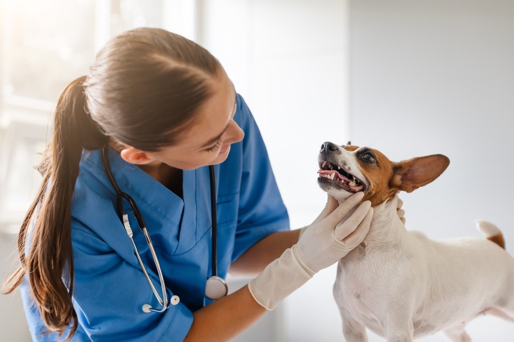 Veterinarian gently examining a dog’s mouth and neck, checking oral health, skin condition and overall hygiene during a routine visit.