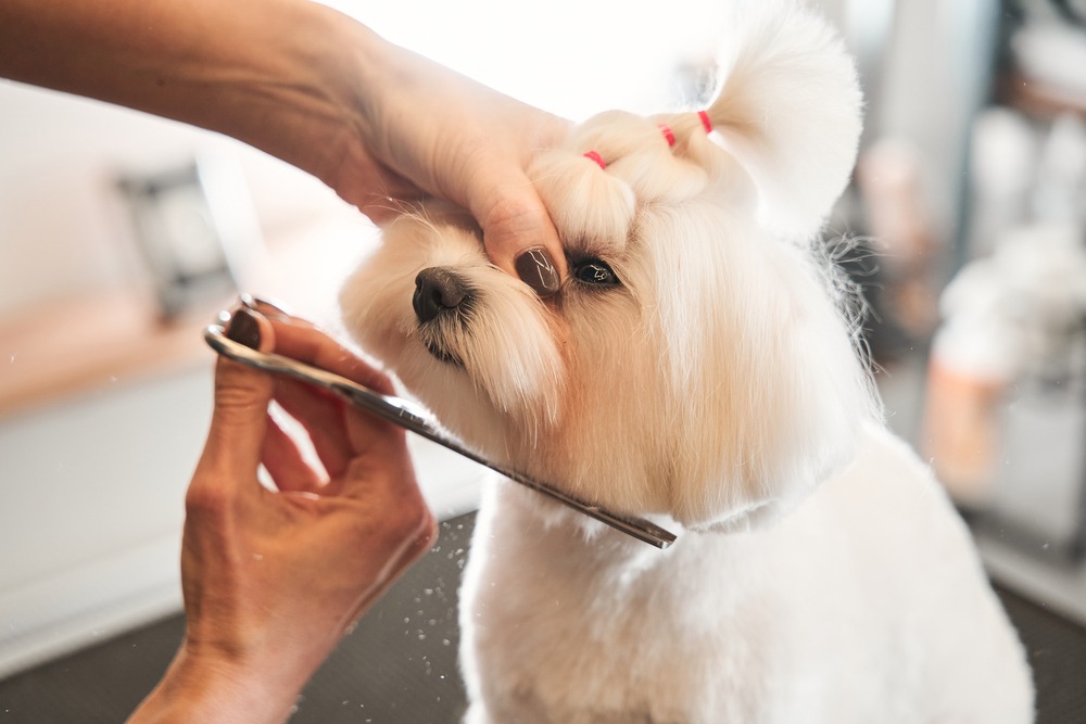 Groomer shaping facial hair on a small dog, maintaining hygiene around eyes and muzzle for comfort and visibility.