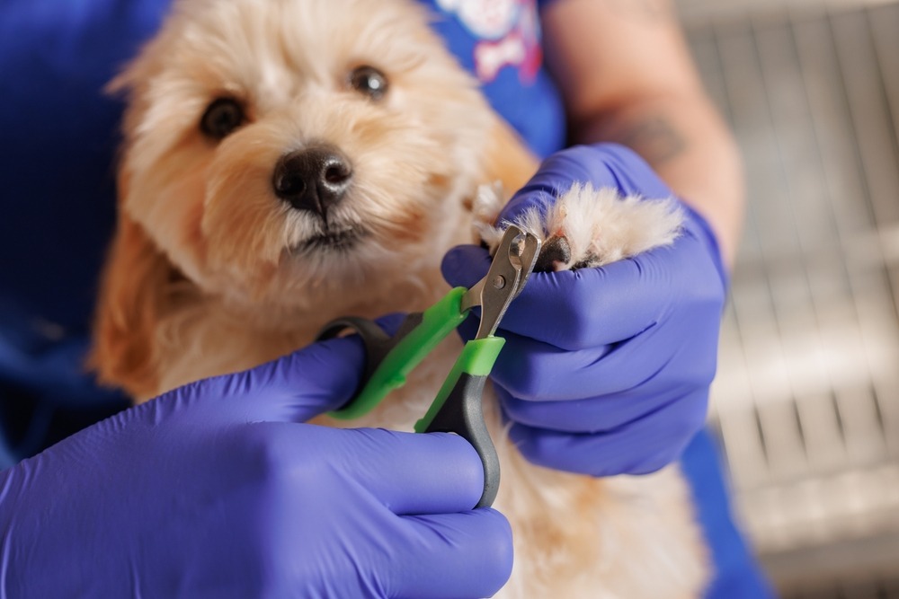 Groomer trimming a small dog’s nails with clippers while wearing gloves, preventing overgrowth, pain and paw related injuries.