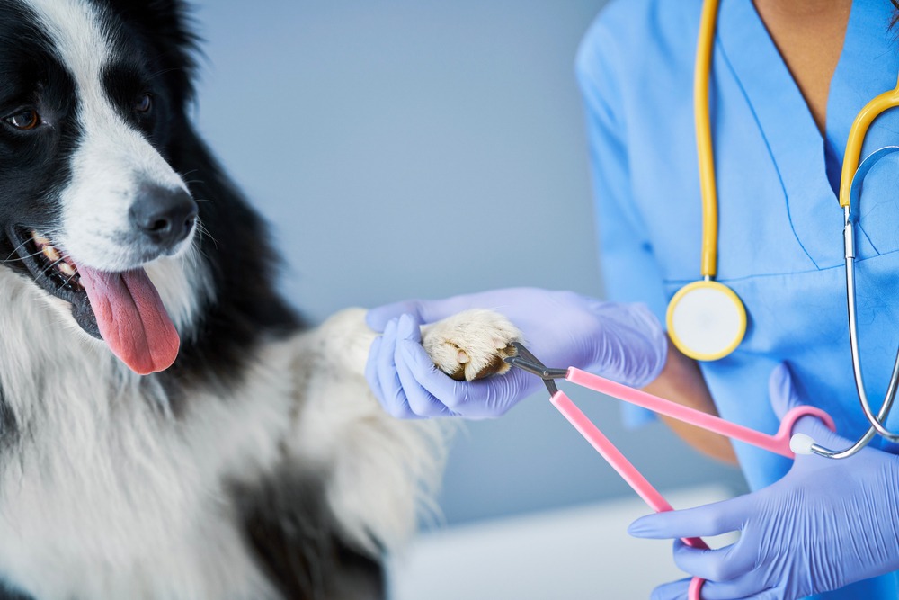 Groomer carefully rinsing shampoo from a curly-coated dog, reducing skin irritation and maintaining coat cleanliness.
