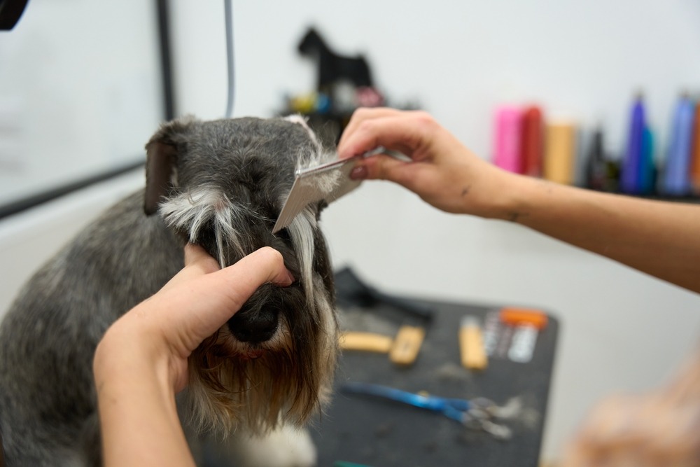Professional groomer trimming facial hair with a comb and scissors, ensuring eye safety and neat appearance for long-haired breeds.