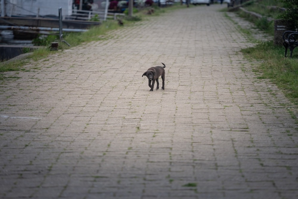 Lone stray dog walking along an empty paved street, highlighting abandonment risks and the importance of community rescue efforts.