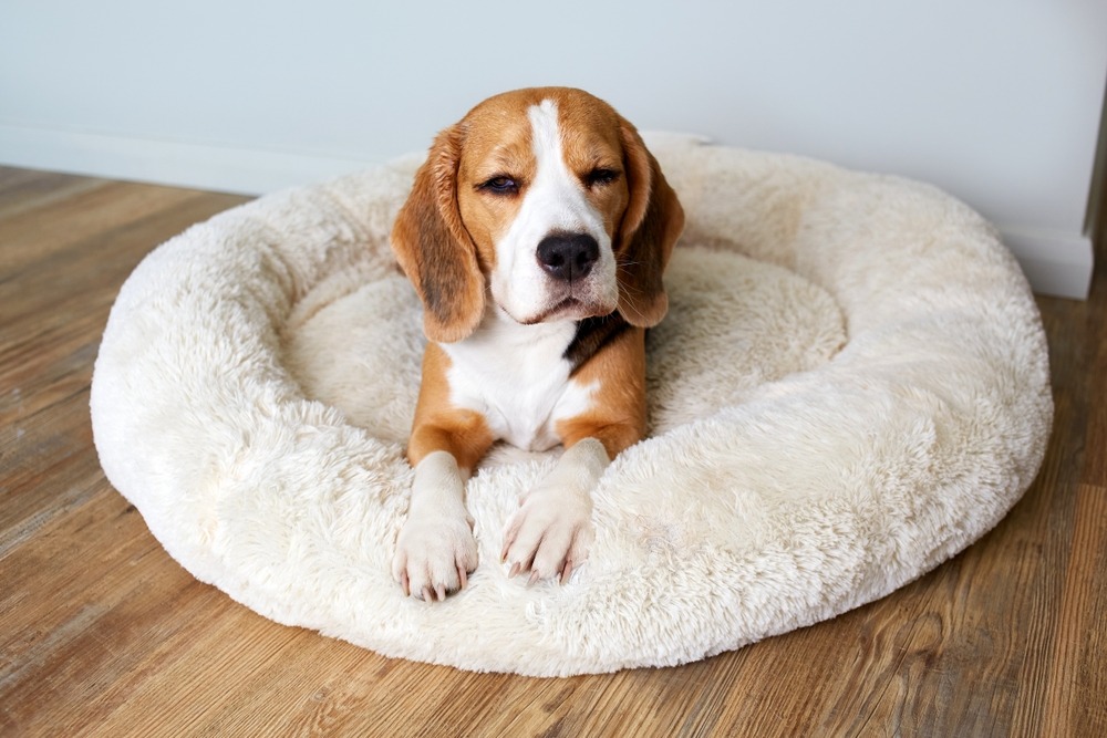 Rescue dog resting in a soft bed at home, symbolising recovery, comfort and emotional security after rehoming.