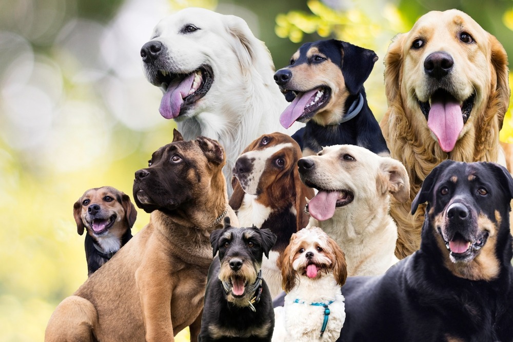 Group portrait of rescued dogs of various breeds, representing diversity in shelter populations and the need for adoption awareness.