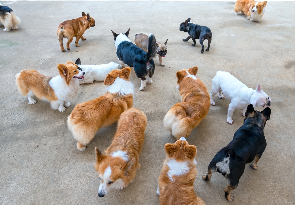 Multiple rescued dogs socialising together in a shelter play area, demonstrating supervised group interaction and behavioural monitoring.